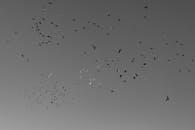 Flock of Birds in Flight Against Clear Sky