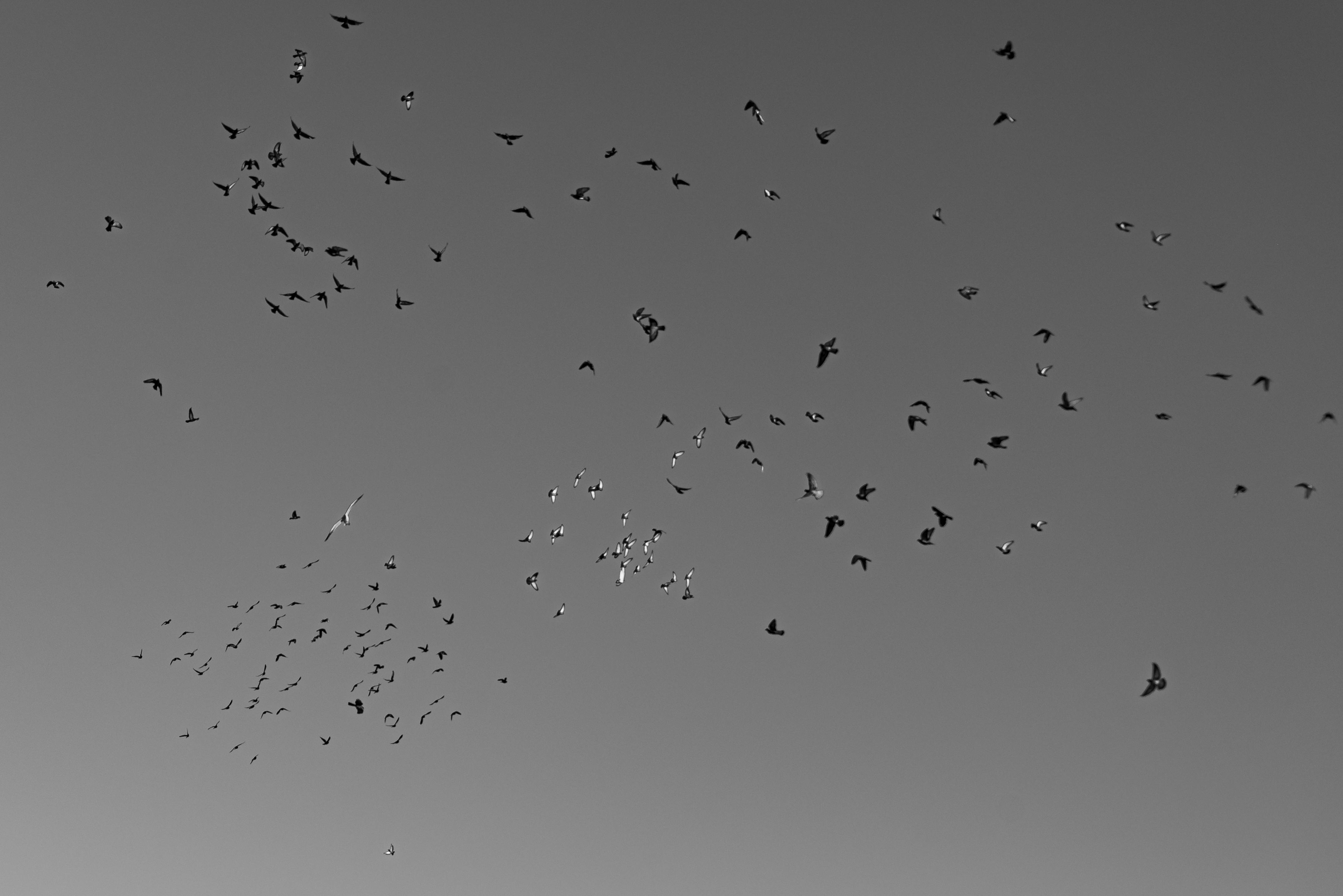 Free Black and white image of a bird flock flying freely in the open sky. Stock Photo