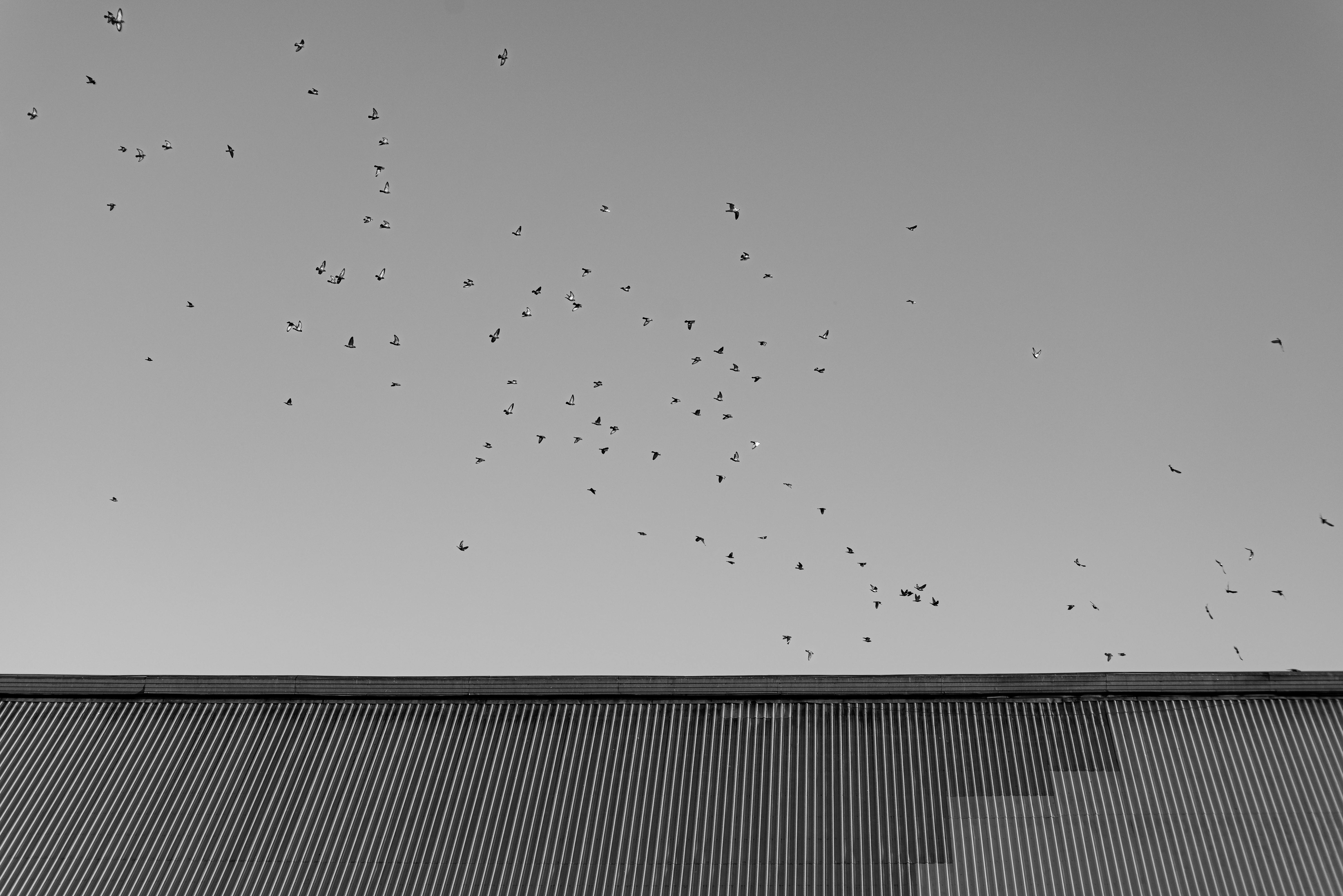 ฟรี คลังภาพถ่ายฟรี ของ bw, กลางแจ้ง, กลางแจ้งถ่ายภาพ คลังภาพถ่าย