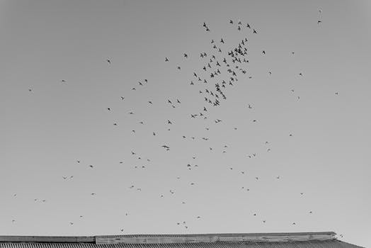 Monochrome image of birds in flight over a rooftop, capturing urban life from a unique angle.