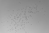 Monochrome Flock of Birds in Flight