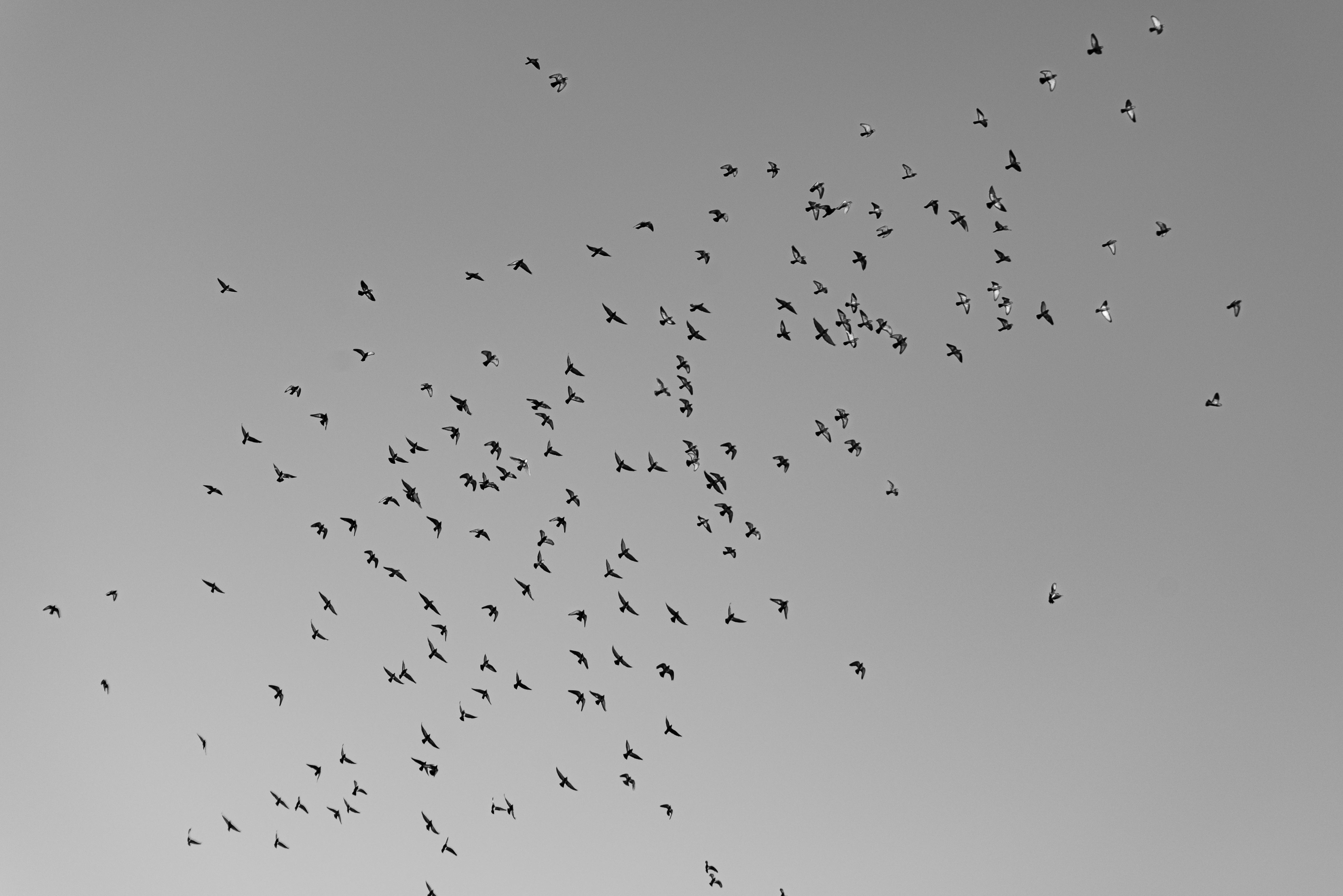 Free A captivating monochrome image of birds flying in formation against a clear sky. Stock Photo
