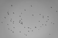 Flock of Birds in Flight Black and White