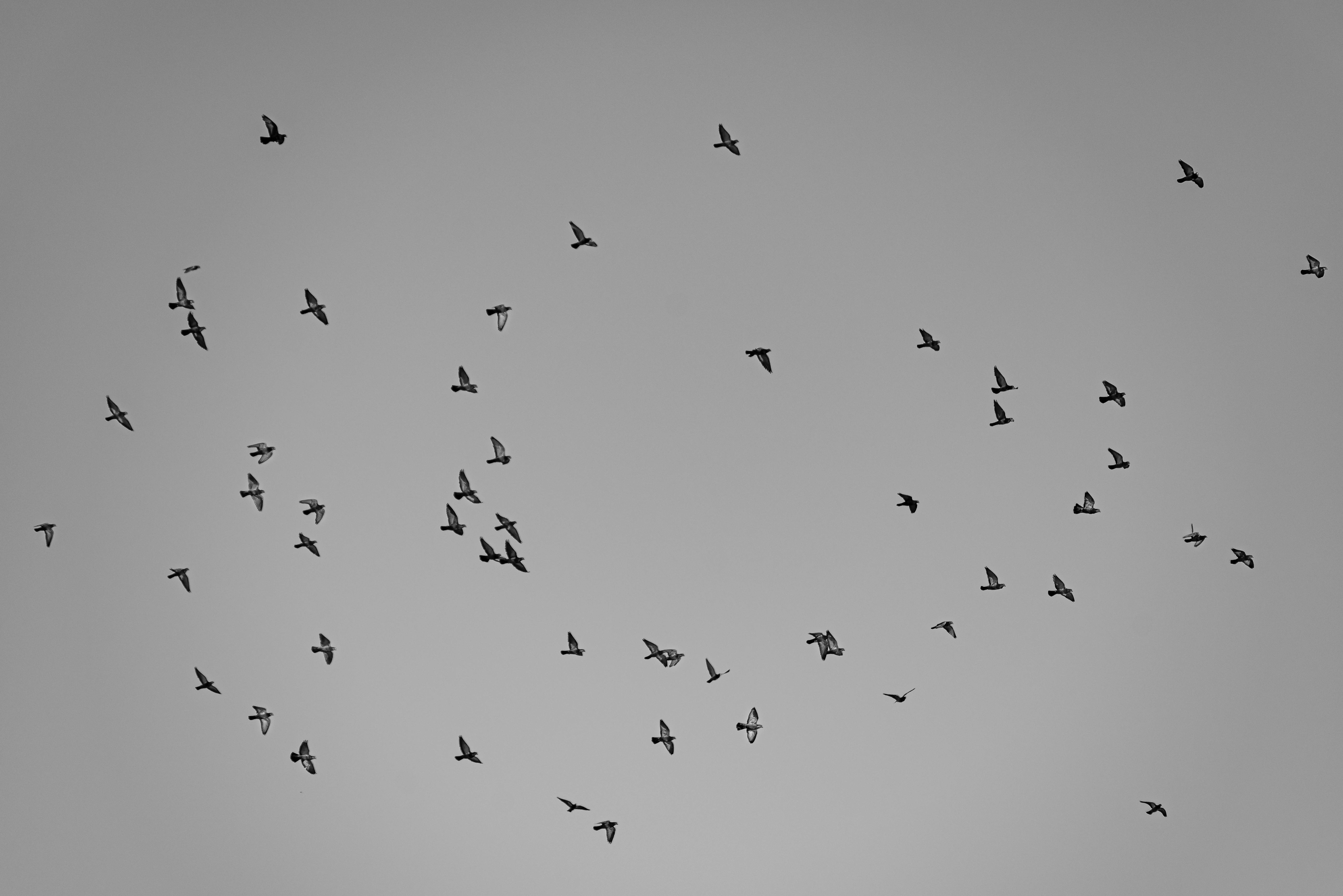 Gratuit Imagine monocromatică care surprinde un stol de păsări în zbor pe un cer senin. Fotografie de stoc