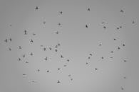 Black and White Flock of Birds in Flight