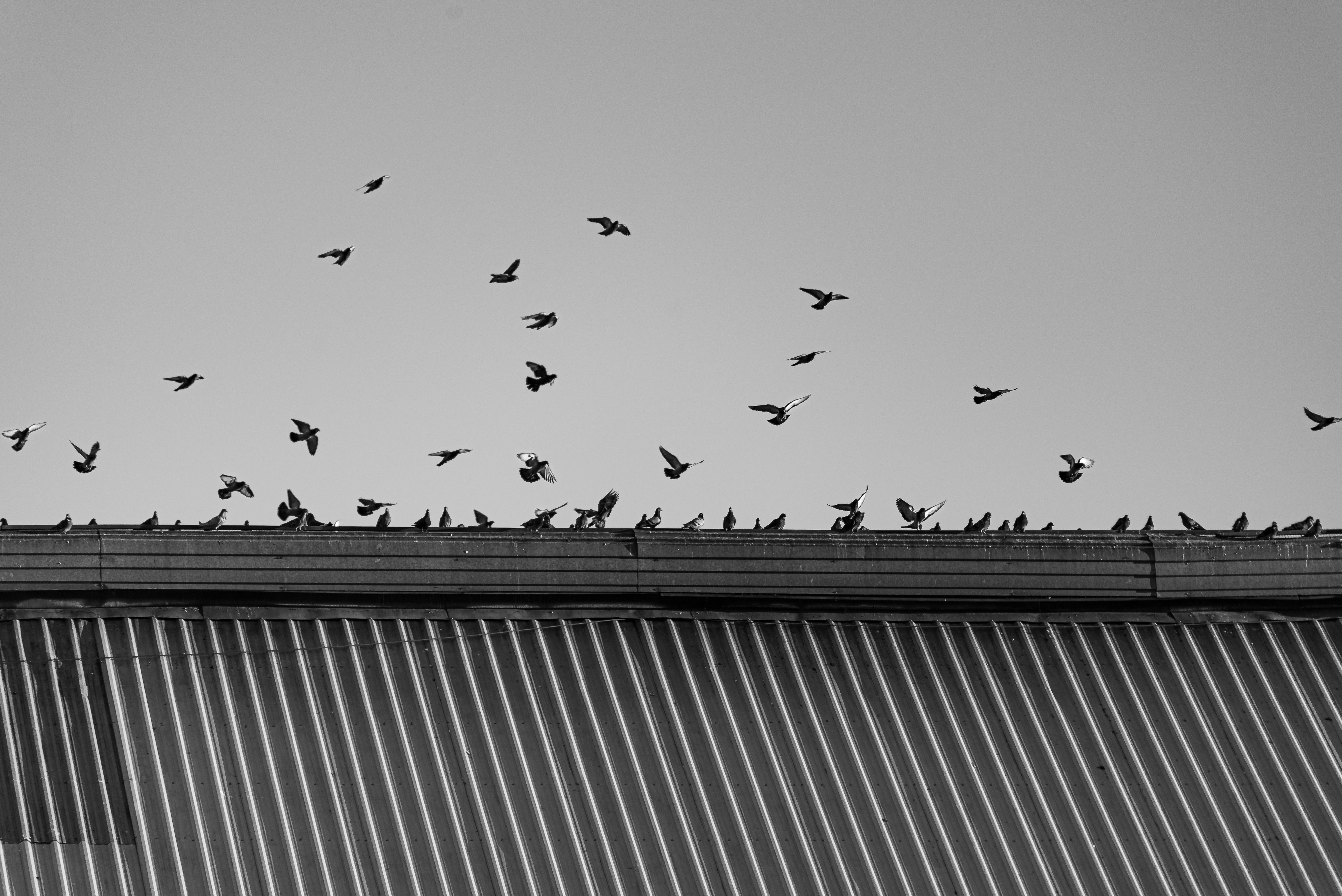 harrow high street pigeons