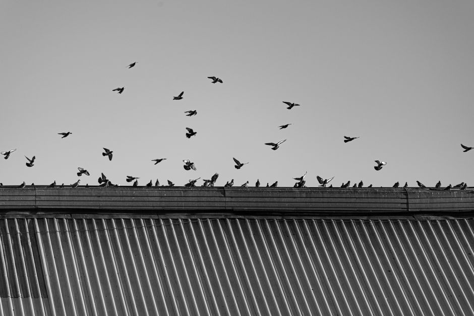 harrow high street pigeons