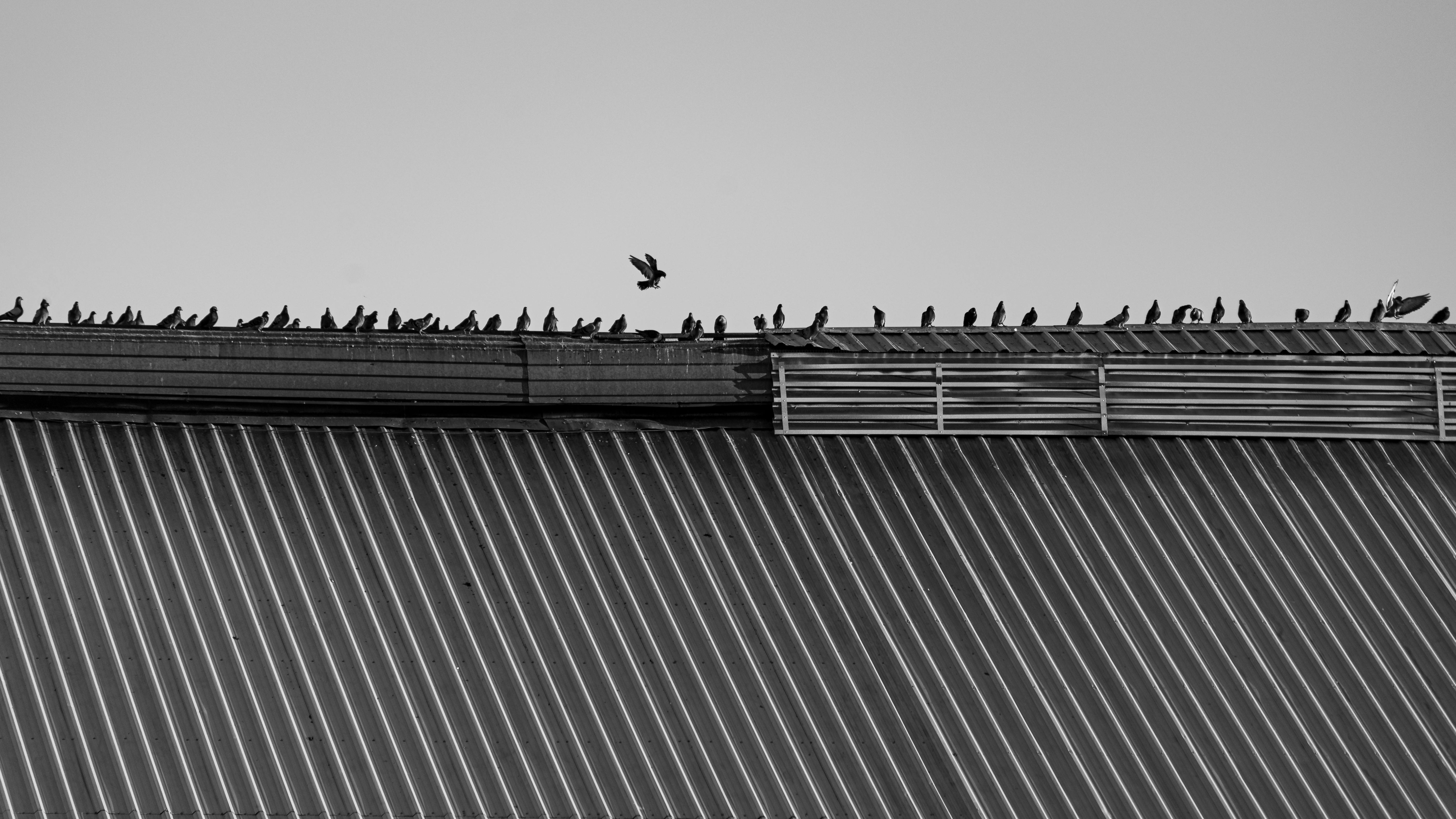 무료 도시 생활을 보여주는 옥상 위의 새들의 단색 풍경. 스톡 사진