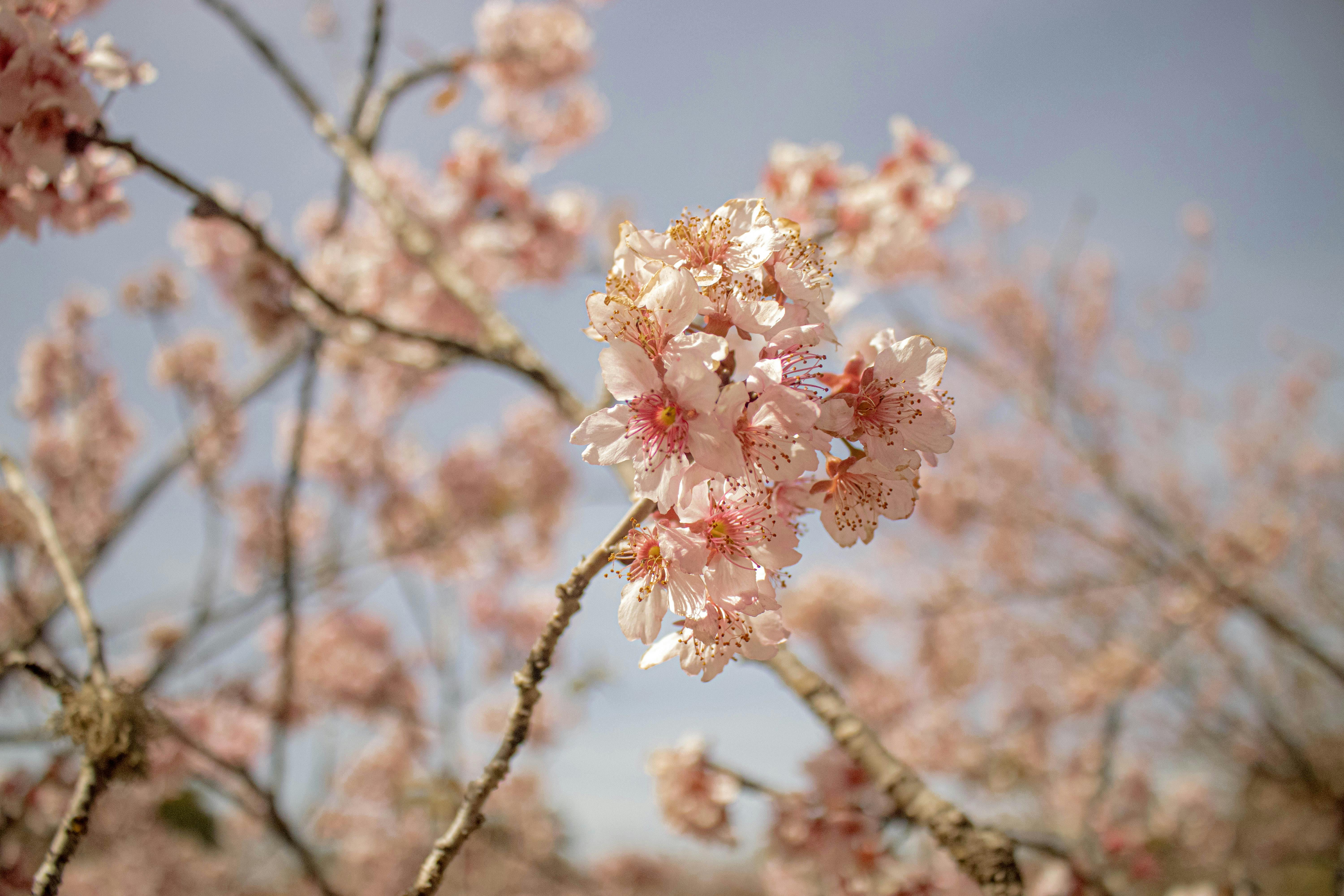 Beautiful cherry blossoms in full bloom capturing the essence of spring.