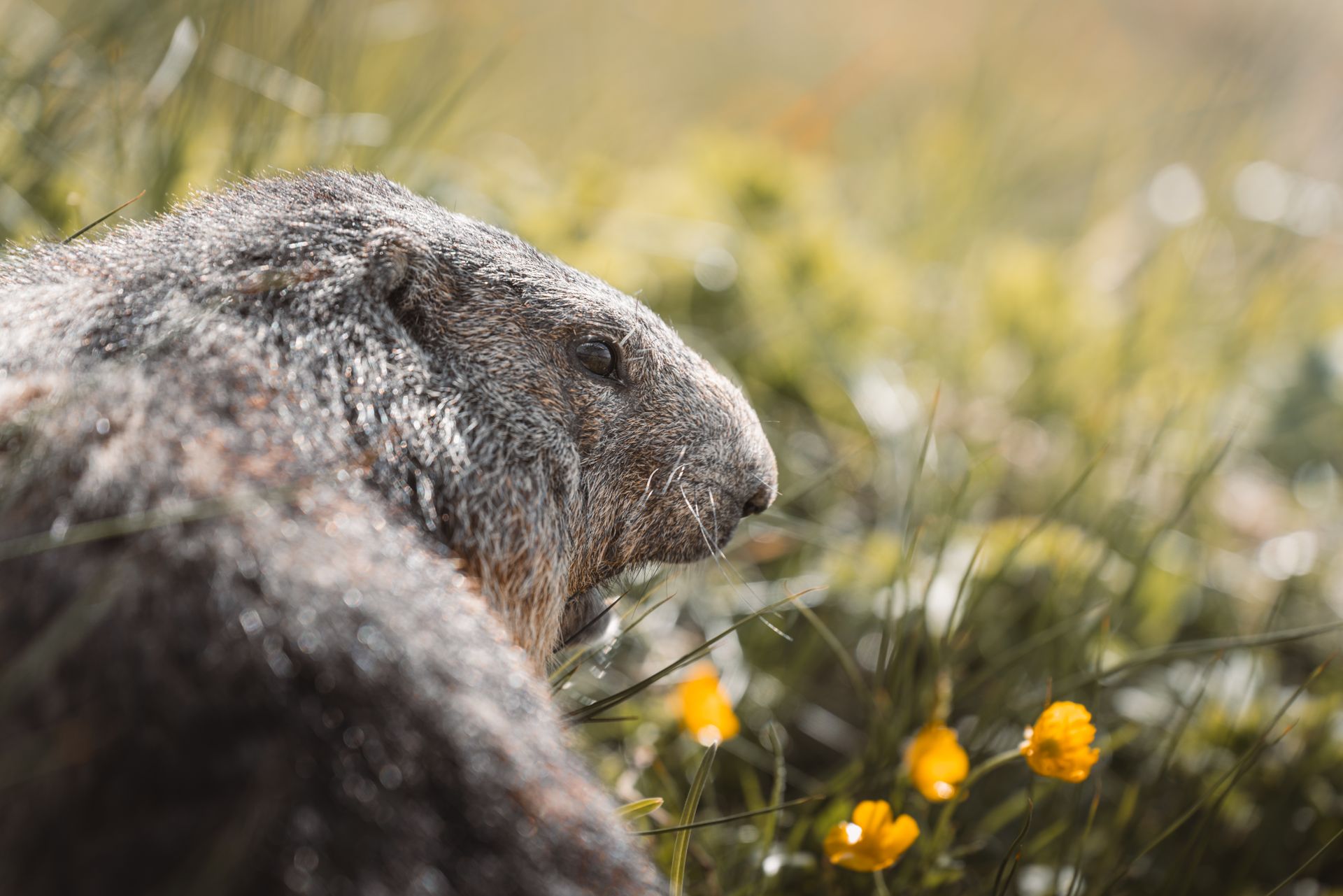 Close-up of a marmot in a spring meadow, surrounded by yellow flowers.