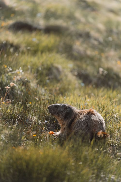 Free A marmot sits in a lush green meadow, enjoying the summer sun, surrounded by wildflowers and grasses. Stock Photo