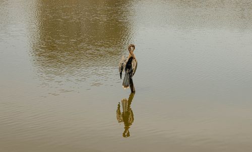 Free A solitary bird standing in calm water with its reflection visible. Stock Photo