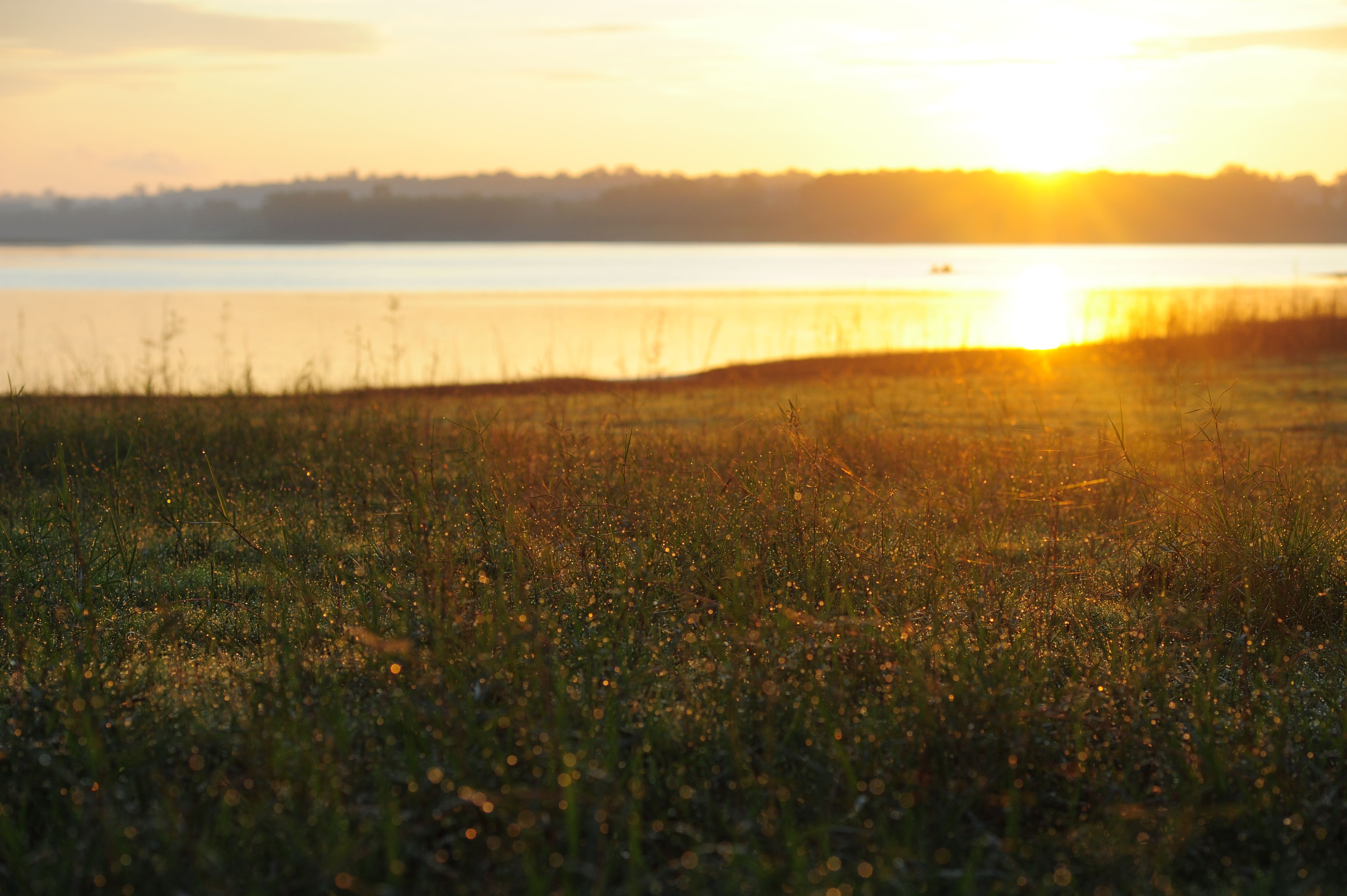 A tranquil sunrise over a lakeside in Đồng Nai, Vietnam with early morning dew on the grass.