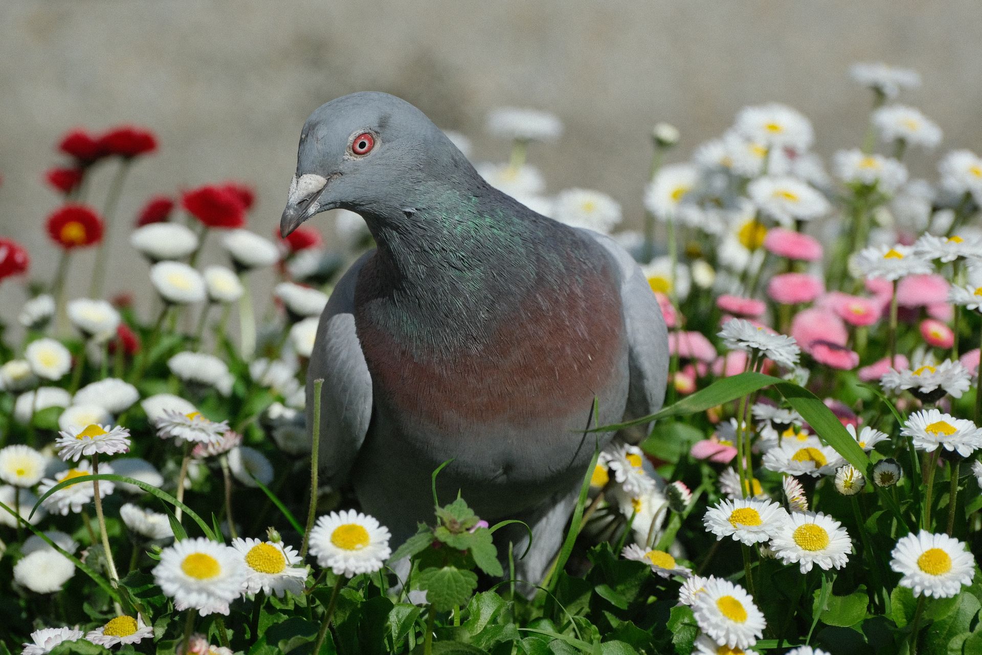 A pigeon stands amidst vibrant daisies in full bloom, showcasing nature's beauty.