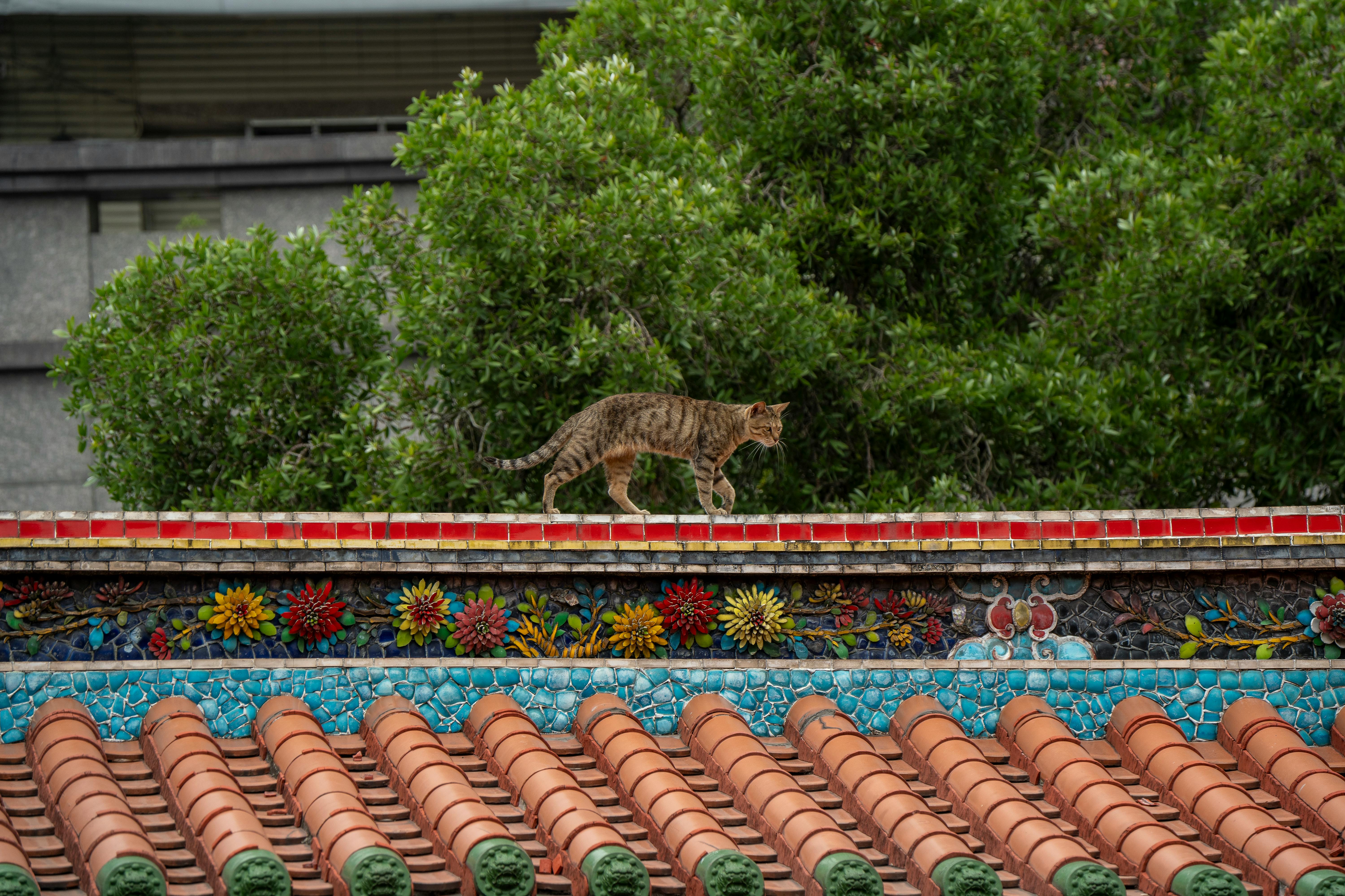 A cat walks on a vibrant temple roof in Taipei, Taiwan, showcasing local architecture and nature.