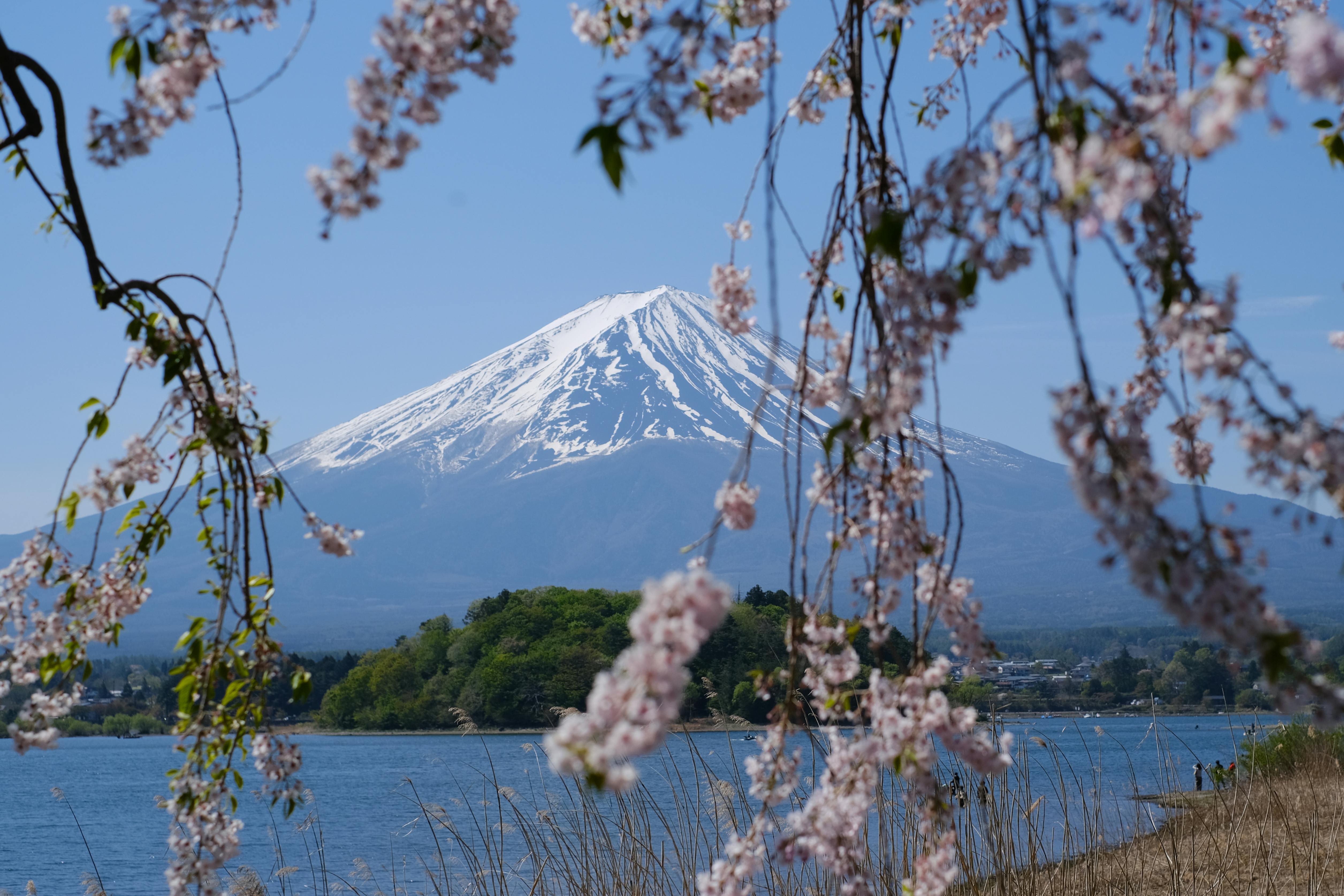 Beautiful view of Mount Fuji framed by cherry blossoms in spring, with clear blue skies.