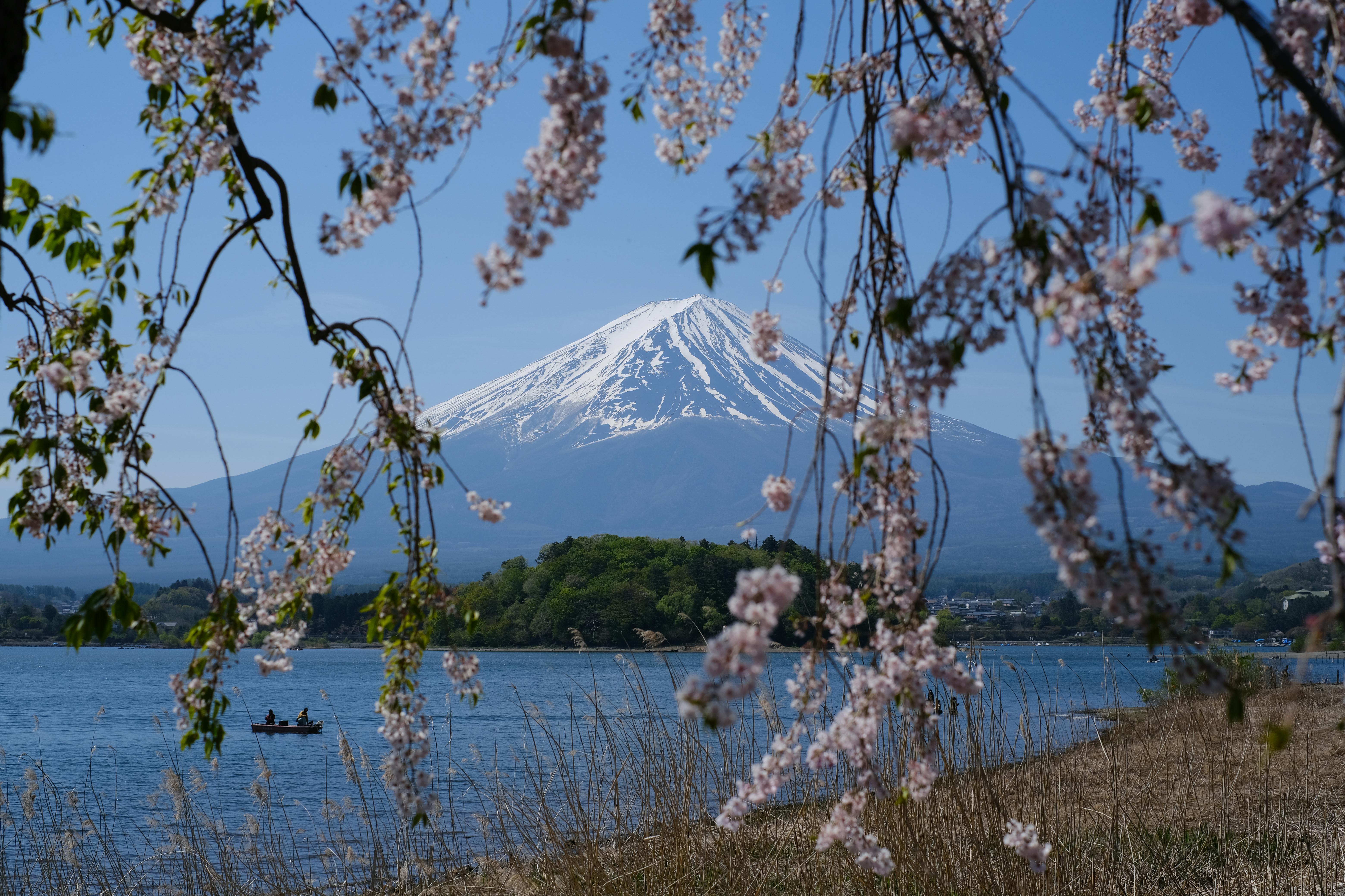 Idyllic view of Mount Fuji framed by cherry blossoms, capturing the essence of spring in Japan.