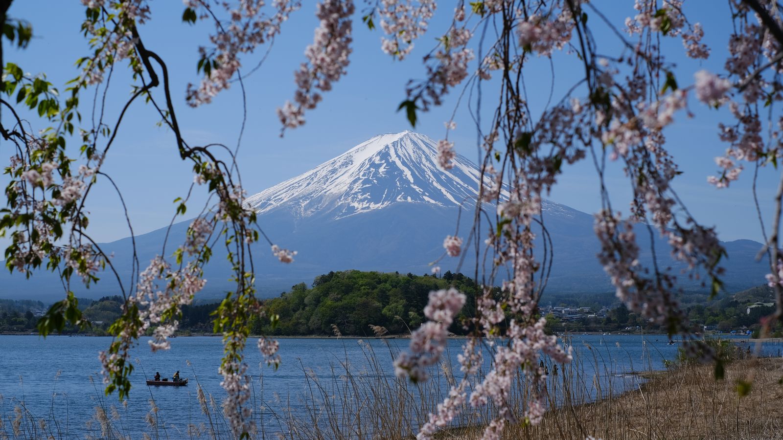 Pemandangan Gunung Fuji dan sakura untuk panduan visa waiver Jepang