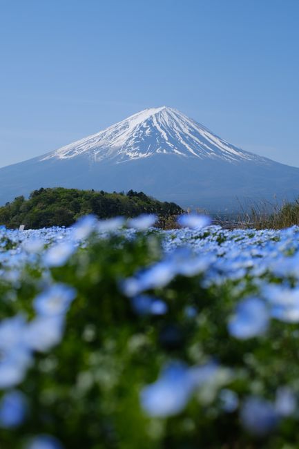 Capture of Mount Fuji with a field of vibrant blue flowers, symbolizing the beauty of nature in spring.