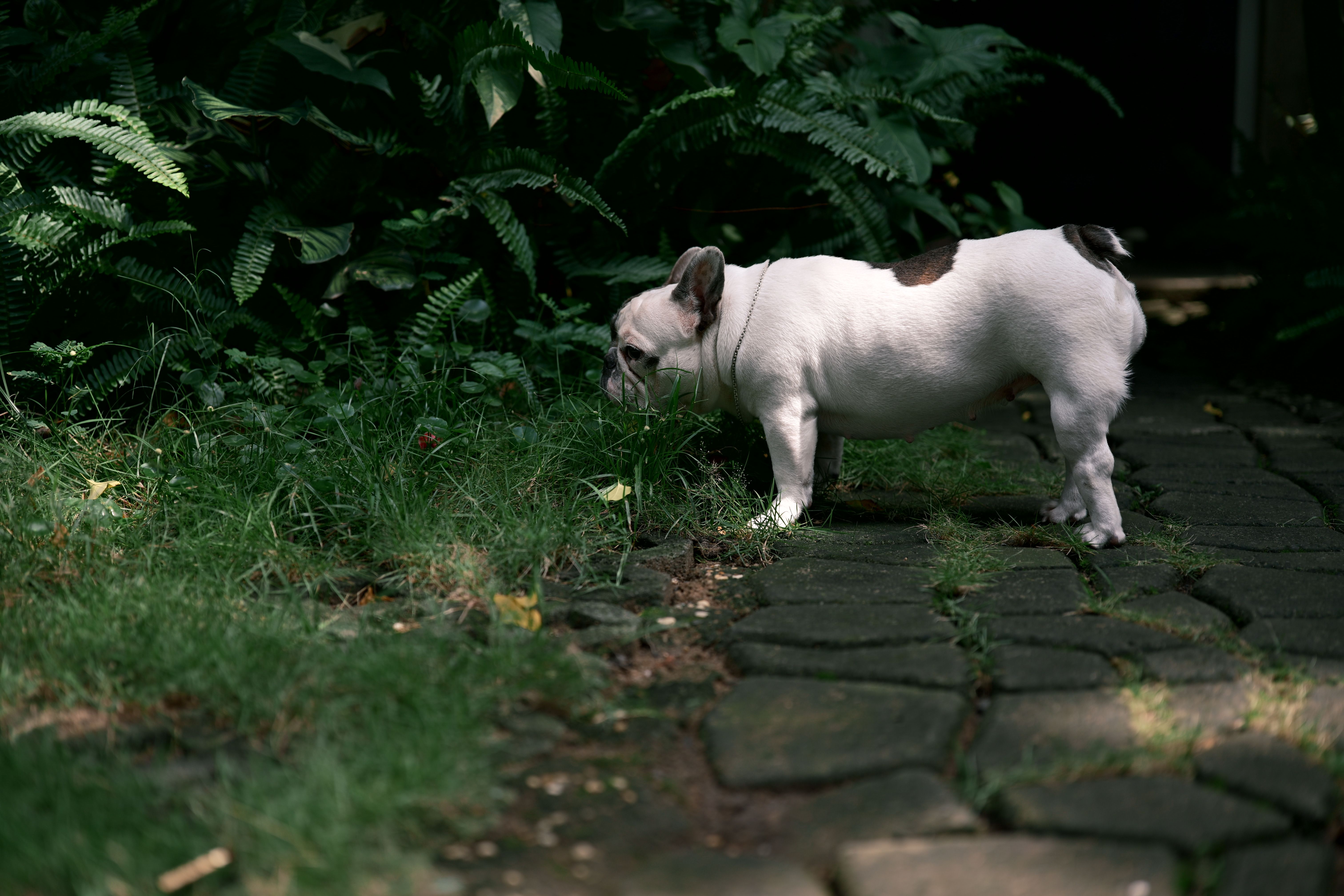 A French Bulldog leisurely explores a garden path surrounded by greenery.