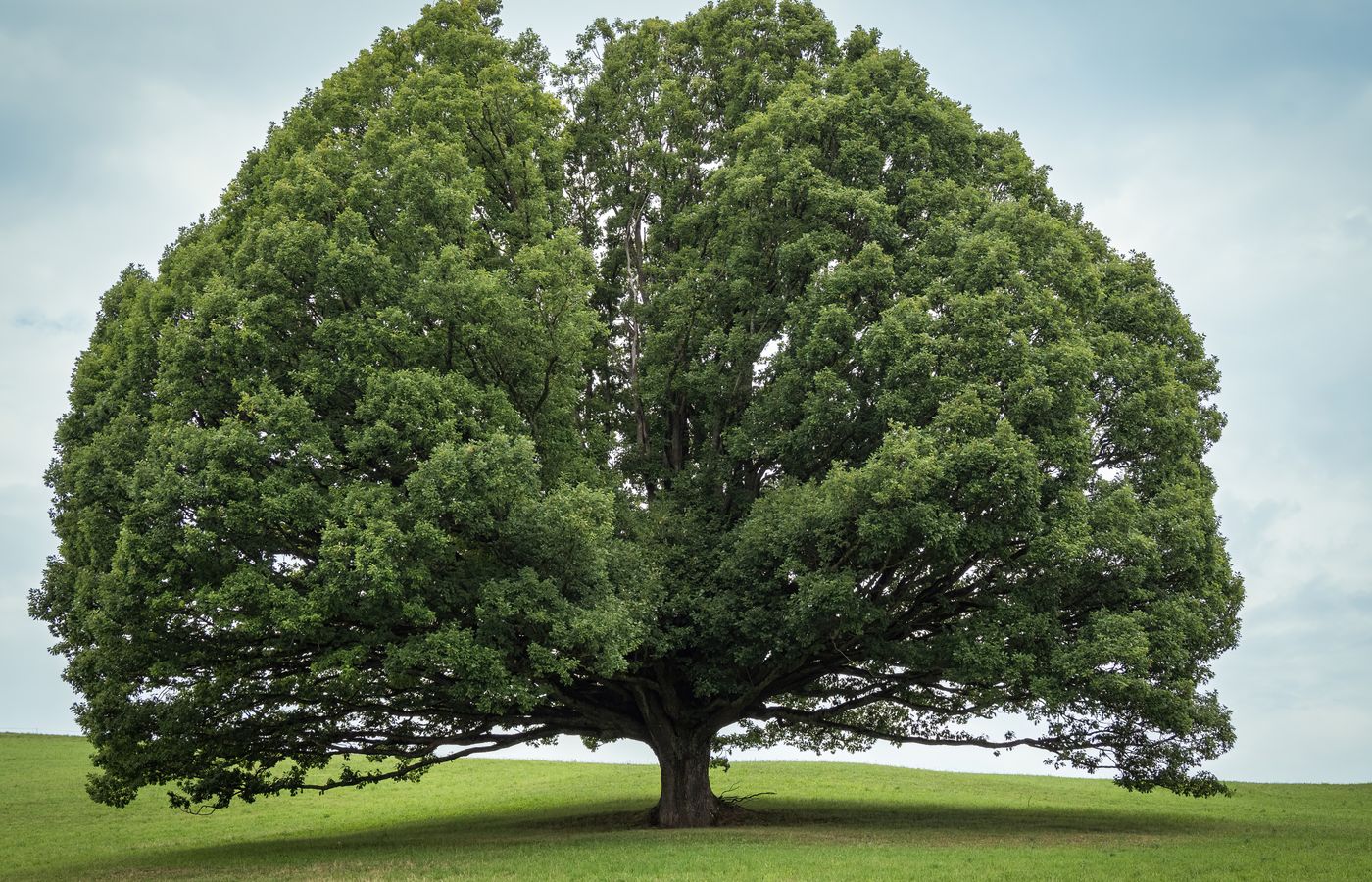 A stunning oak tree stands majestically in a green field, exuding tranquility and natural beauty.