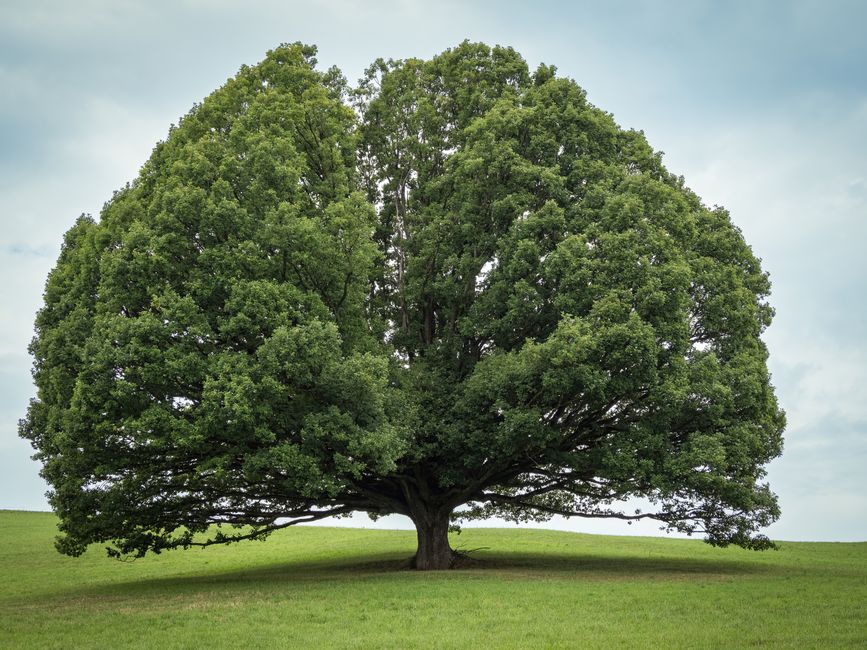 How much does mature tree removal really cost? — step-by-step reference media