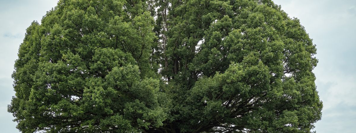 A mature oak tree standing in an open green field (stock image)