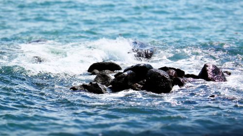 Free Waves crashing on a rocky shoreline with vibrant blue ocean in Vietnam. Stock Photo