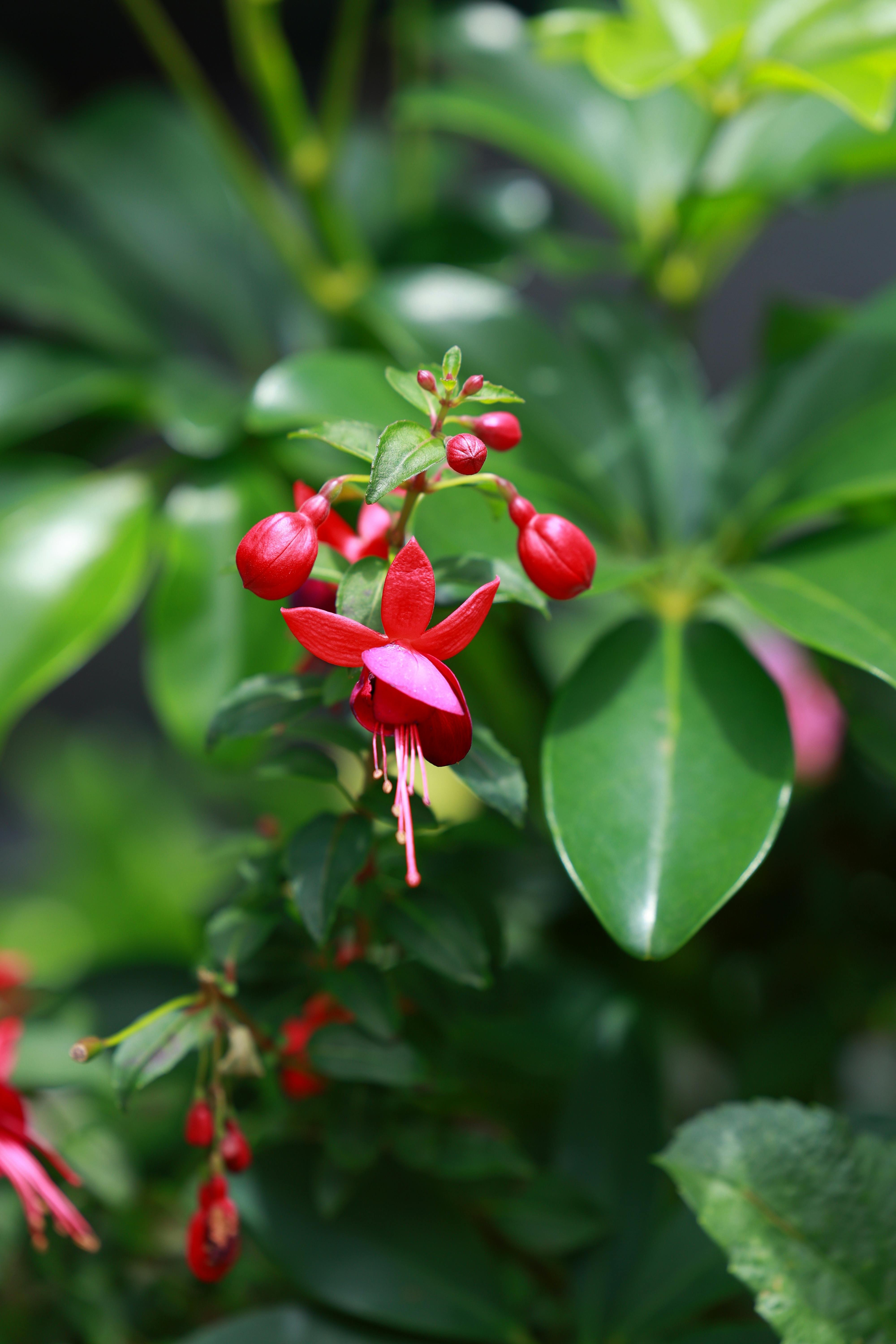Fuchsia magellanica