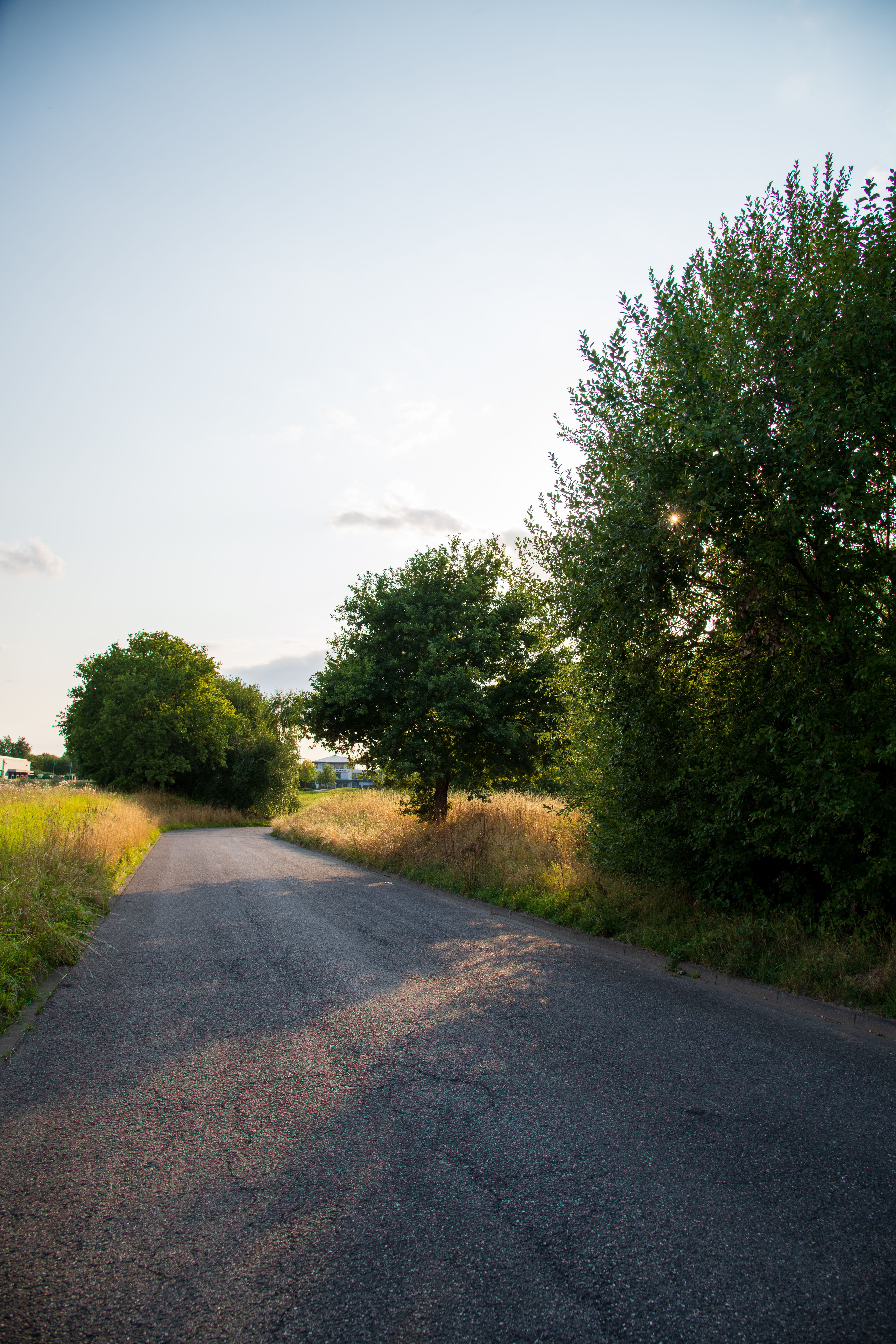 Sunny Rural Road with Lush Greenery · Free Stock Photo