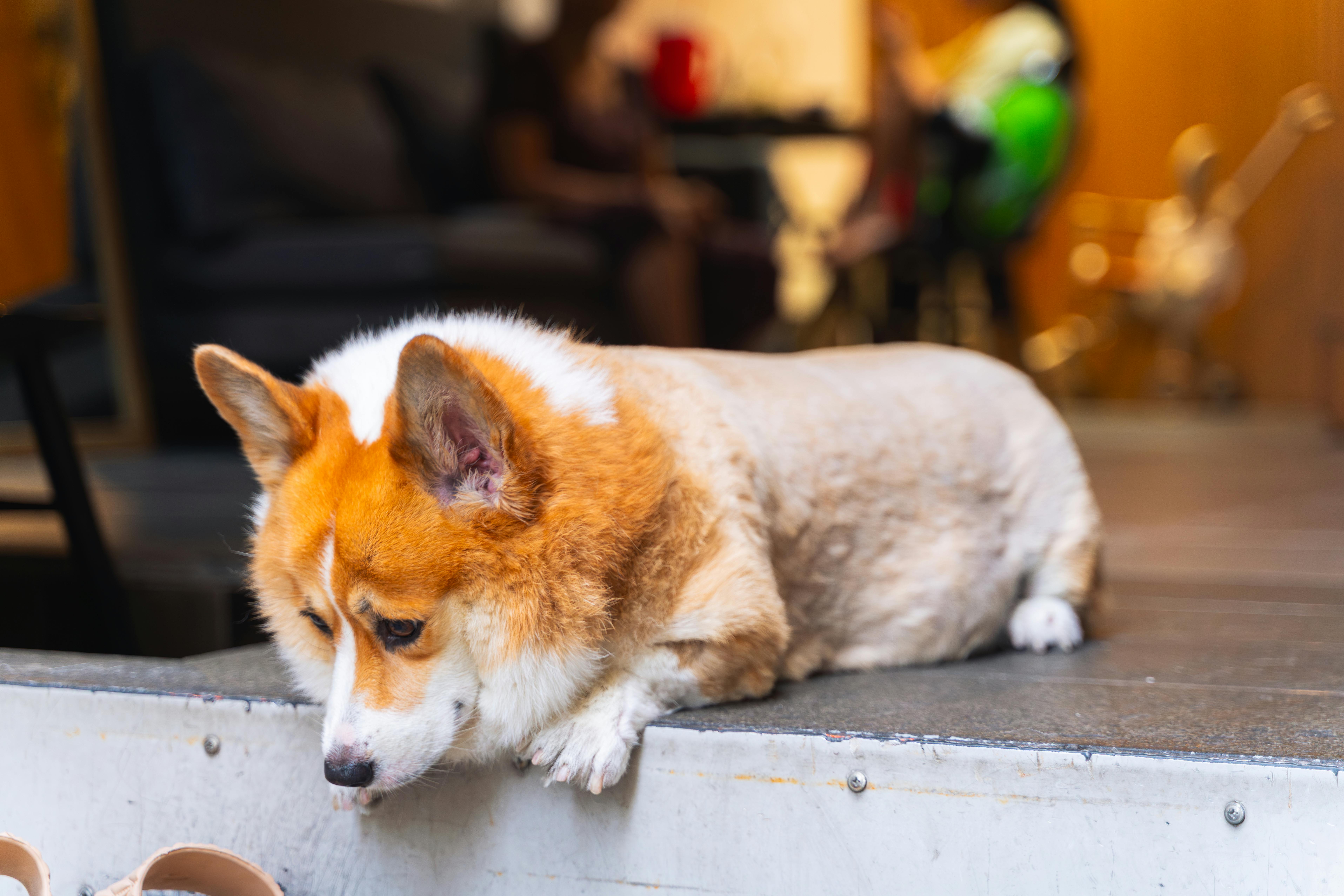 pet lifestyle store — Photo by Son Tuyen Dinh on Pexels