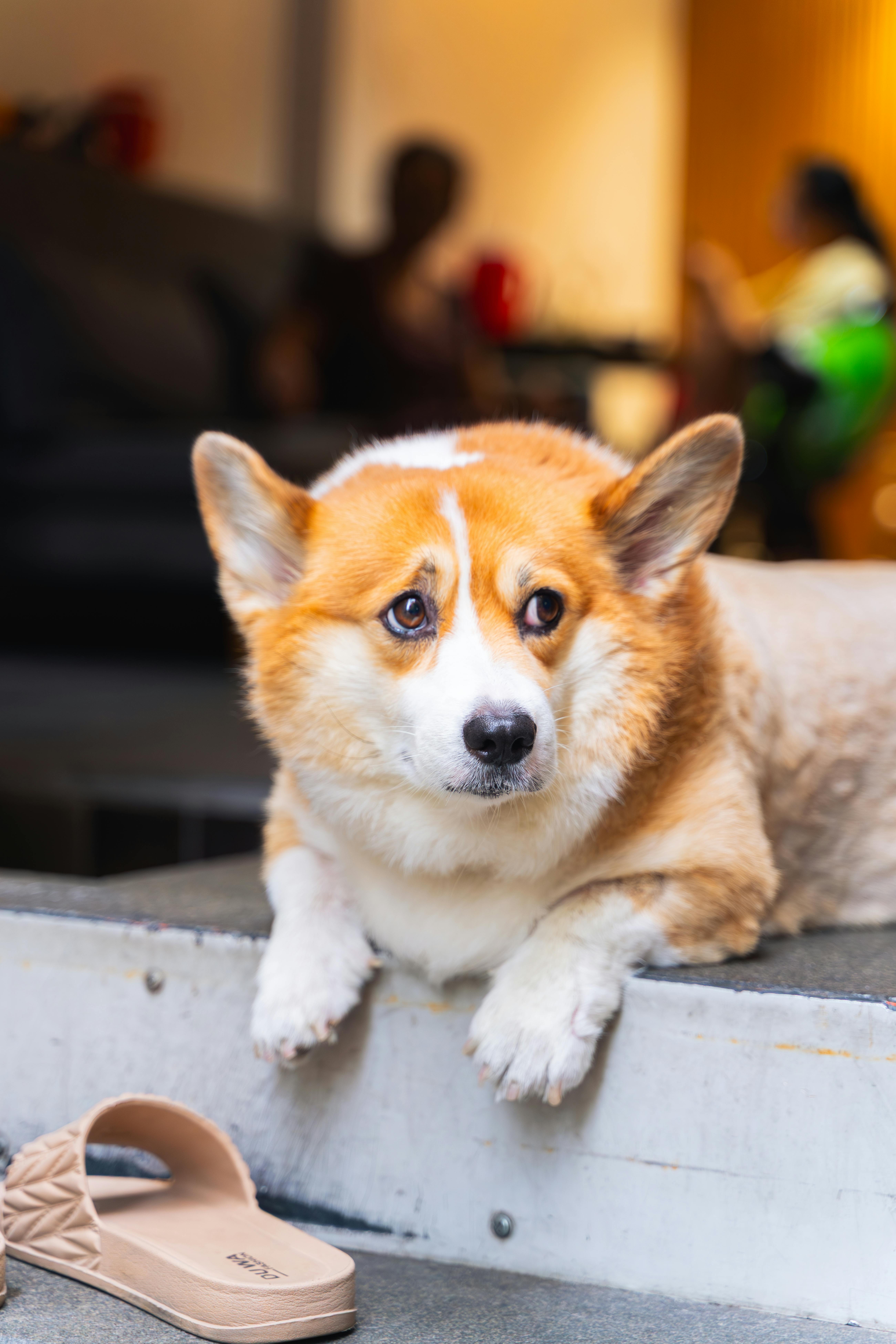 Free Cute corgi dog relaxing indoors in Ho Chi Minh City, Vietnam. Perfect for pet lovers. Stock Photo