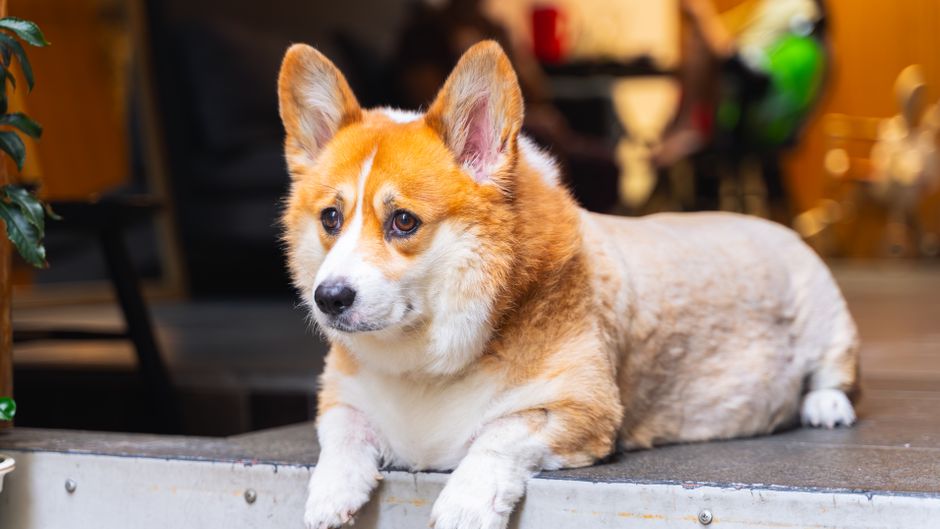 Dog Cafes In Singapore
