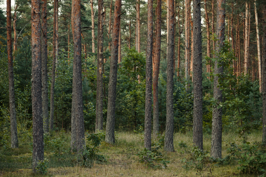 Lush forest scene with tall trees and green foliage, capturing the essence of nature's tranquility.