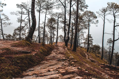 Pathway Between Trees 
