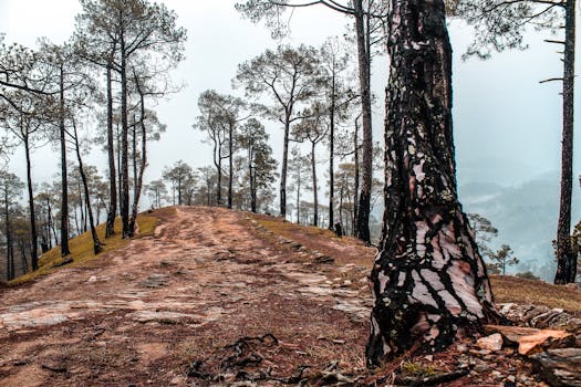 薄雾笼罩的天空下，一条环绕着高大松树的宁静森林小径，非常适合大自然爱好者