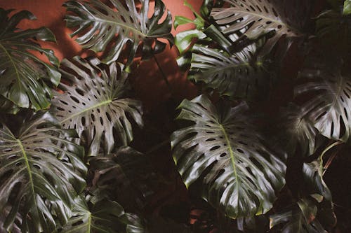 Green Plant Leaves