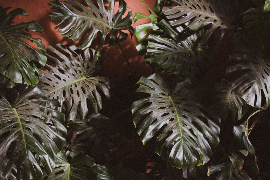 Vibrant monstera leaves with dramatic shadows in natural light, perfect for botanical themes.