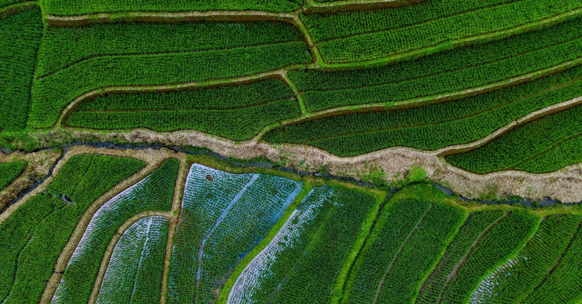 竹北科技防治紅火蟻 無人機撒布餌劑大幅提升效率