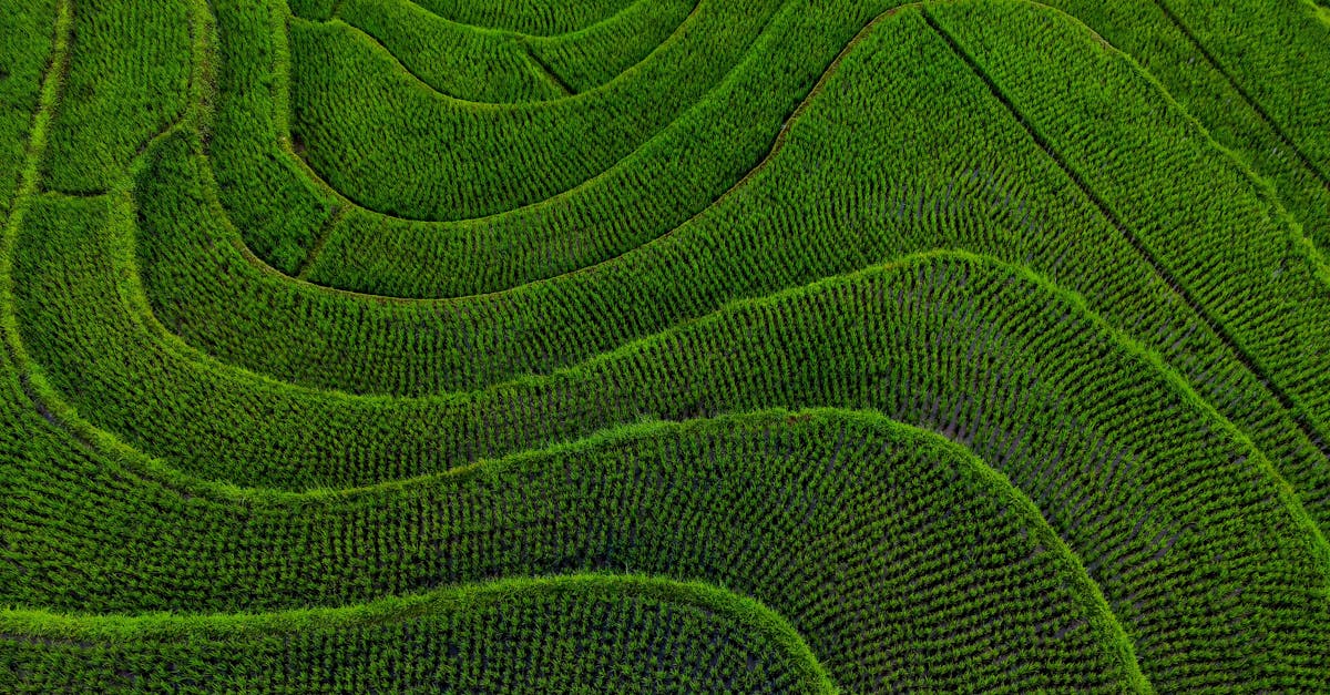 竹北科技防治紅火蟻 無人機撒布餌劑大幅提升效率