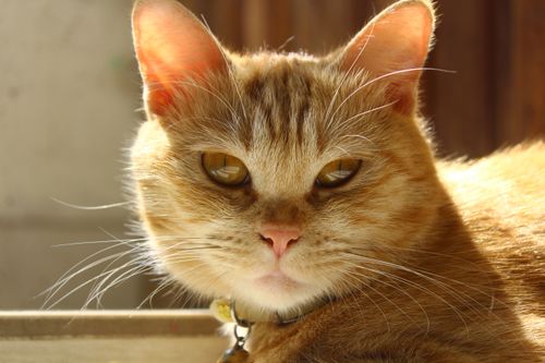 Free Close-up of a relaxed ginger tabby cat with intense gaze, illuminated by natural light. Stock Photo