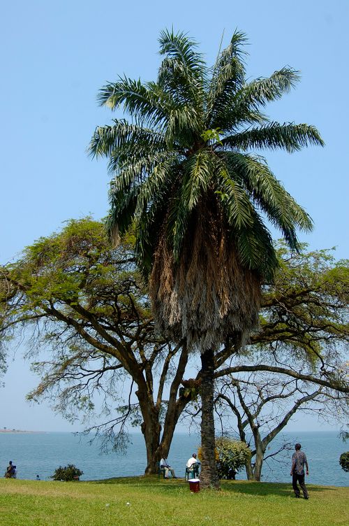 Free Serene lakeside scene with a large tropical palm and people enjoying the view. Stock Photo