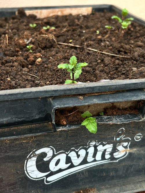 Free growing kid  Stock Photo