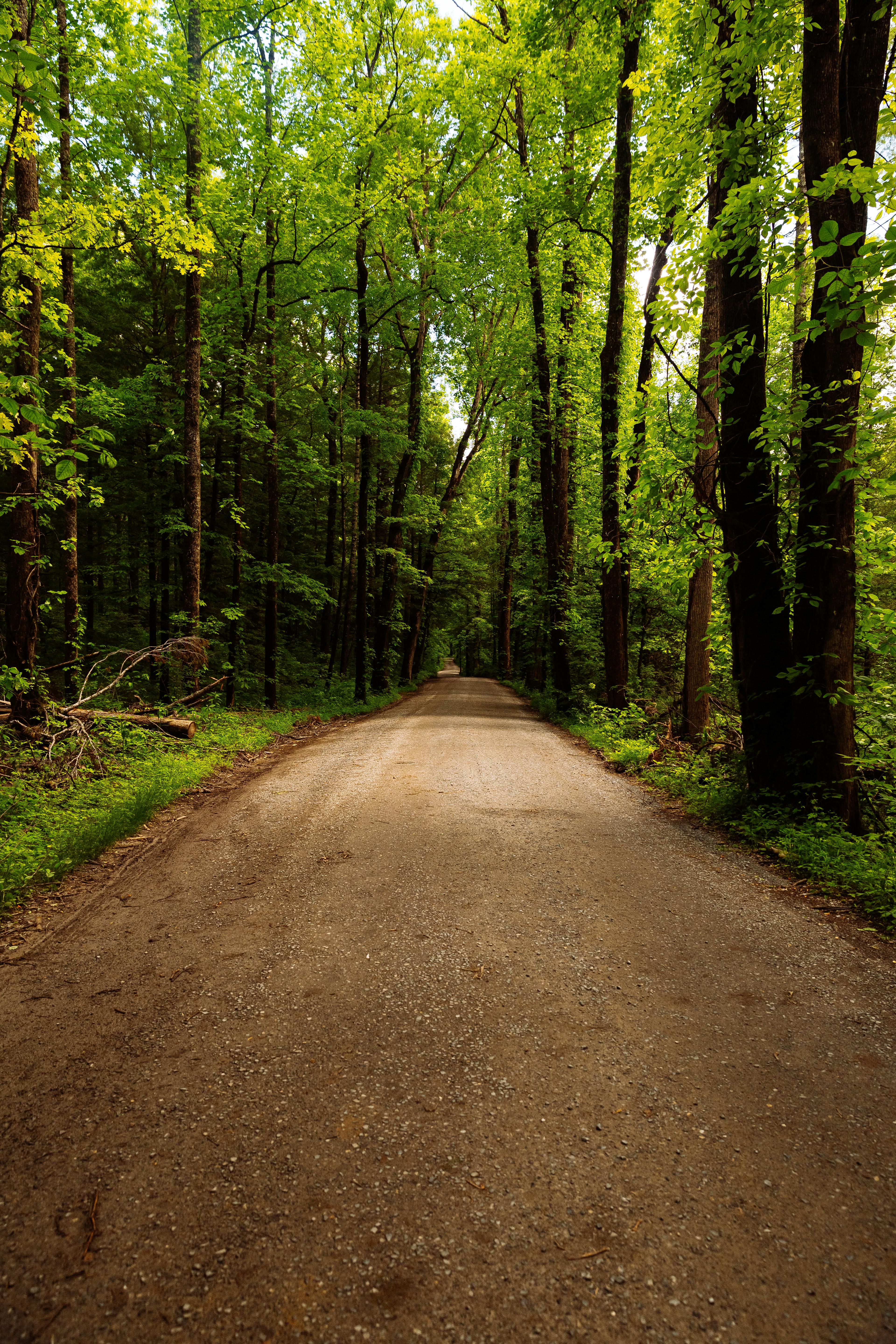 저장된 커스터드 사진