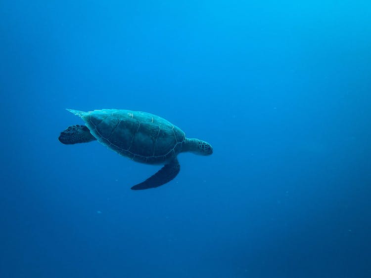 Photo Of Turtle Underwater