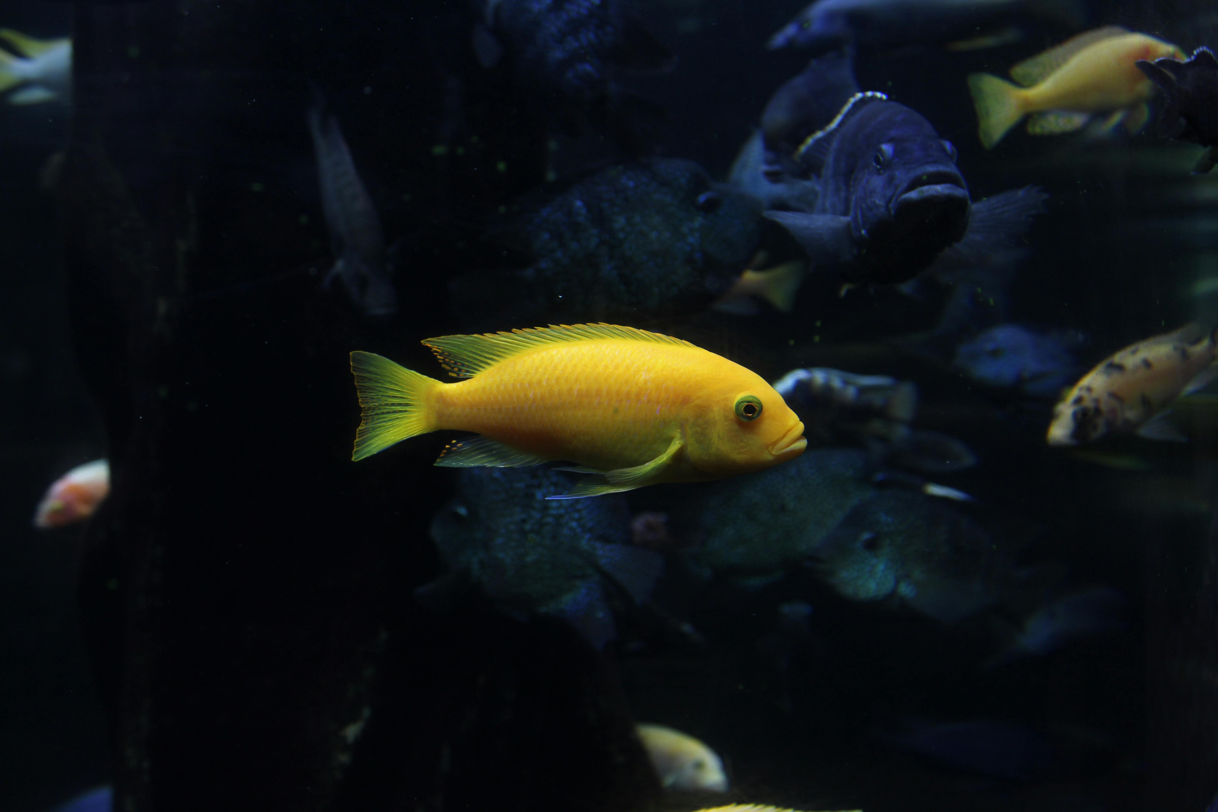A bright yellow fish swimming gracefully in a tropical aquarium, surrounded by marine life.