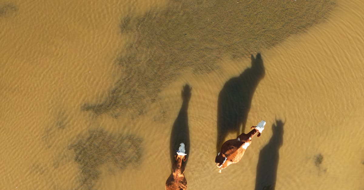 竹北科技防治紅火蟻 無人機撒布餌劑大幅提升效率