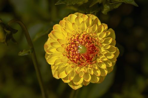 Free Close-up of a vibrant yellow dahlia flower blooming in summer garden. Stock Photo