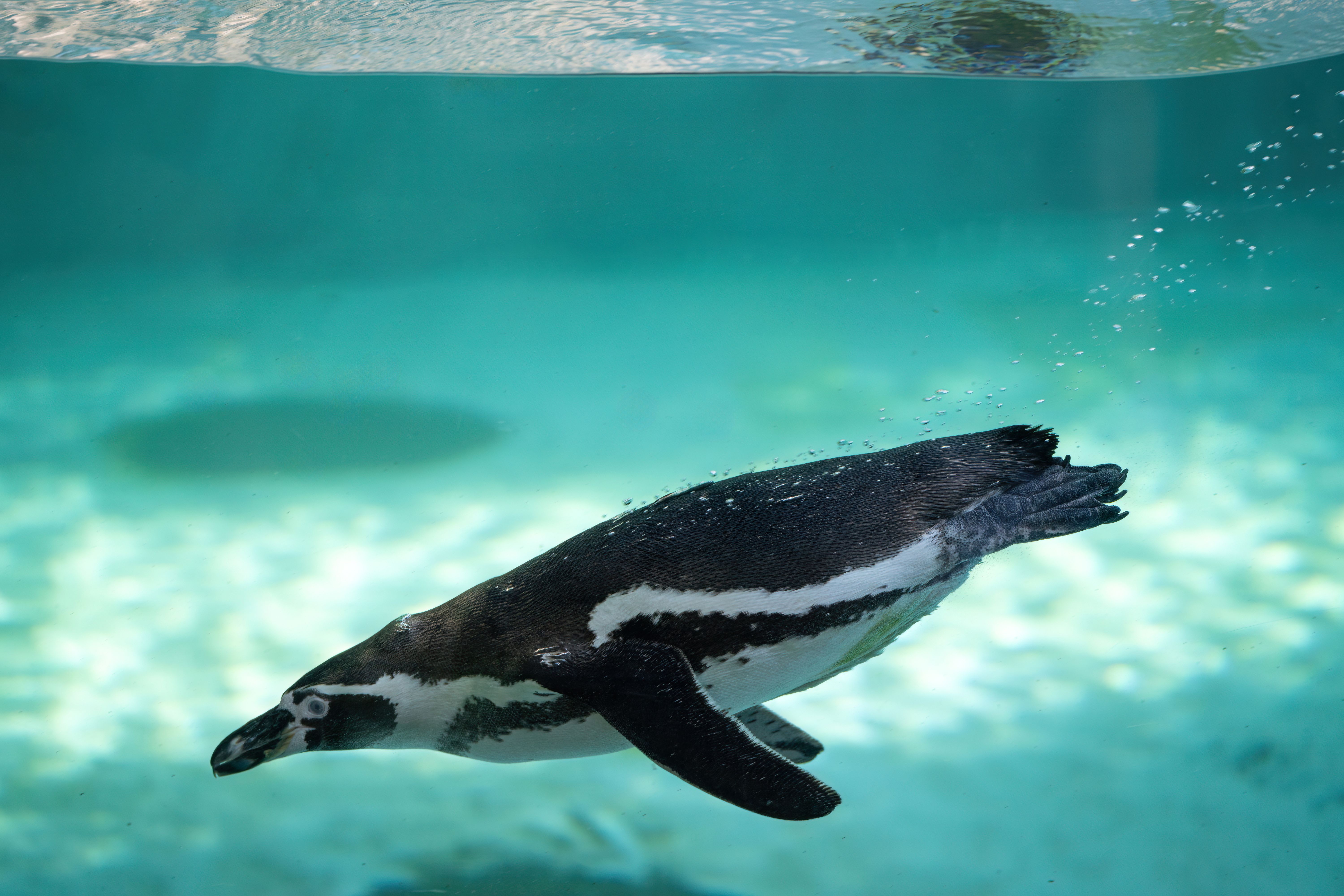 Do penguins float or sink? - The Institute for Environmental Research ...