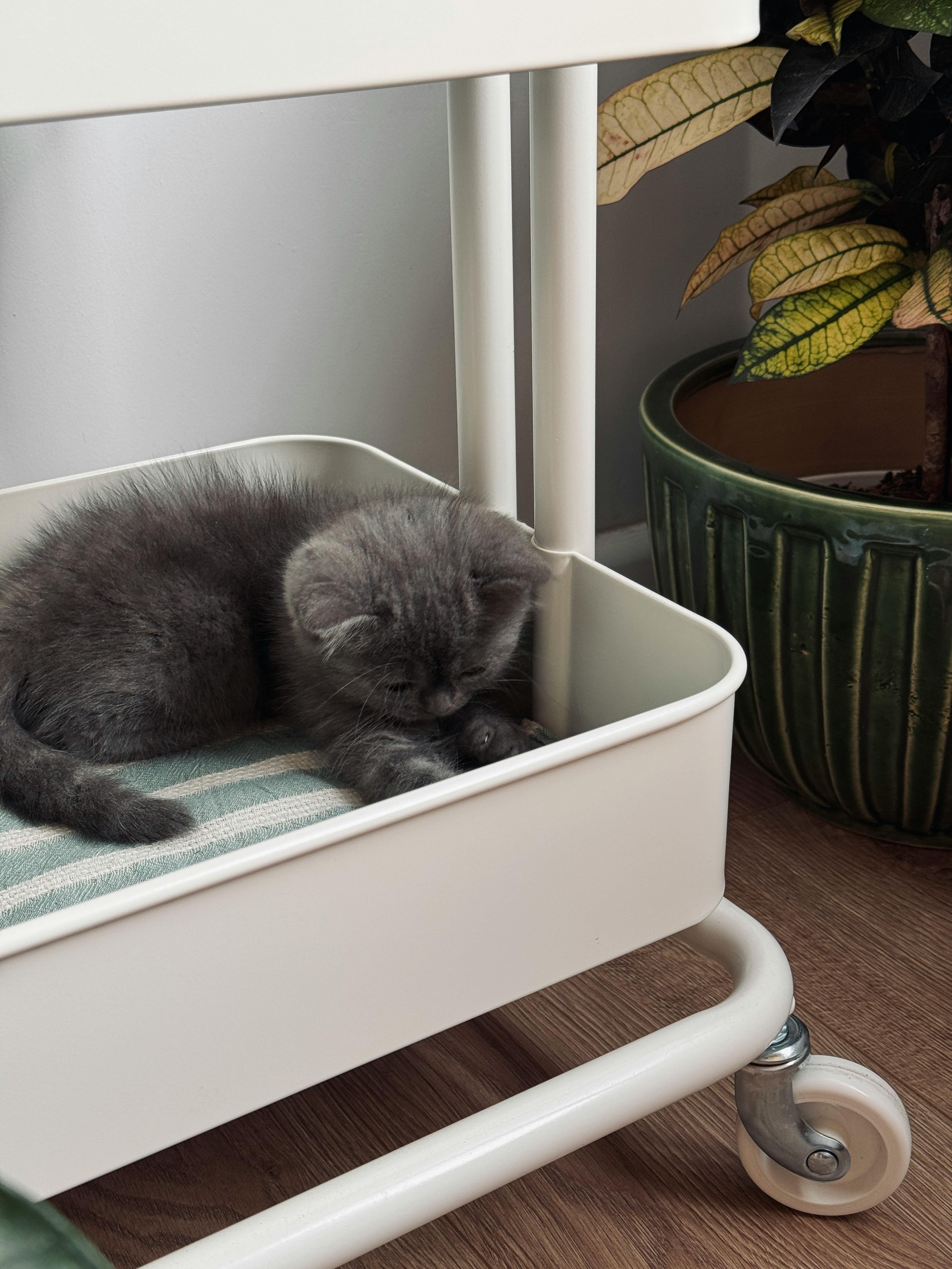 Cute gray kitten sleeping in a container with nearby plant indoors.